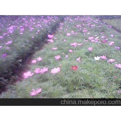 供应波斯菊