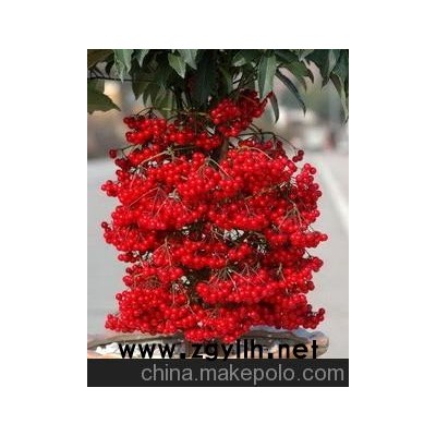 武平地道富贵籽