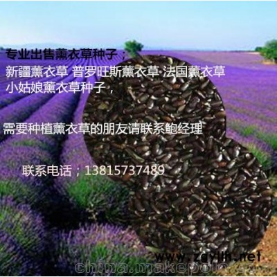 新疆薰衣草种子 普罗旺斯薰衣草发芽率高 价格低 包邮