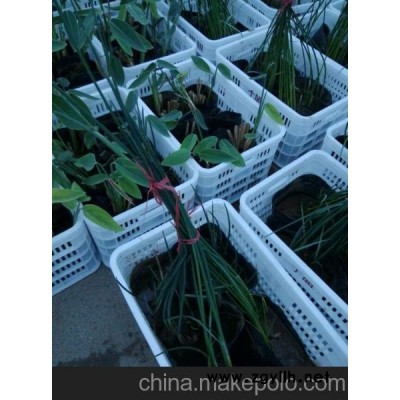 供应水生植物价格 山东水生植物批发