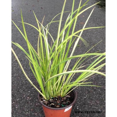 供应四川成都金叶菖蒲水生植物、地被苗木批发价格表