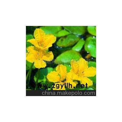天荇菜 黄色--花草--山东青州花卉园
