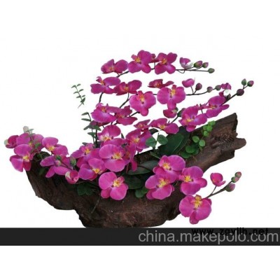蝴蝶兰组合 干净 卫生 环保的无土栽培花卉