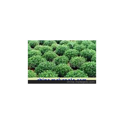 宿根花卉三七景天 八宝景天 红景天