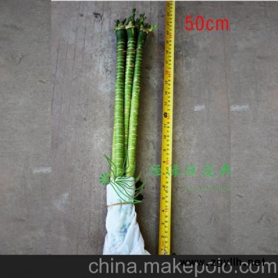 批发精品水培植物防辐射 富贵竹办公家居环境布置（H50CM)观音竹图3