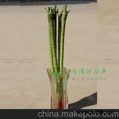 批发精品水培植物防辐射 富贵竹办公家居环境布置（H50CM)观音竹图1