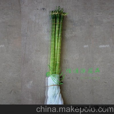 批发精品水培植物防辐射 富贵竹办公家居环境布置（H50CM)观音竹图2