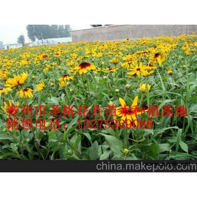 北京草花种植批发_延庆大月季批发（品牌）