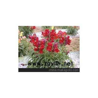 五常草花种植基地_北安草花基地（免费咨询）