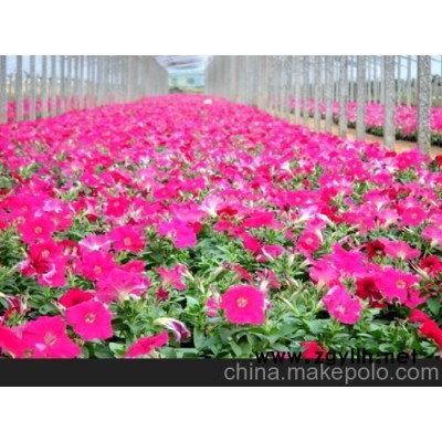 海市蜃楼、梅林、梦幻、虹彩等矮牵牛等草花种子种苗