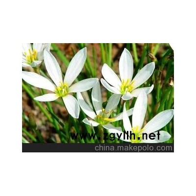 长期供应优质白花葱兰，鸡冠花，常青花，矮牵牛等草花