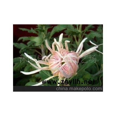 批发供应盆栽菊花-珍珠白大菊花