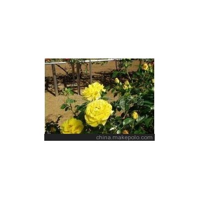 高档月季花 藤本月季-德国金星 -爬藤月季--藤本