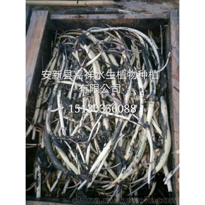 东北耐寒荷花苗培育基地 嘉祥水景深水荷花苗种植施工保成活