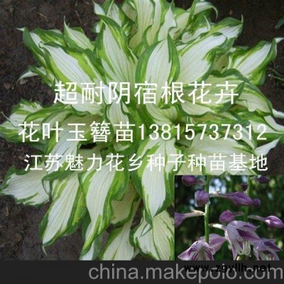 供应紫玉簪苗耐活草本花卉耐阴绿化苗木