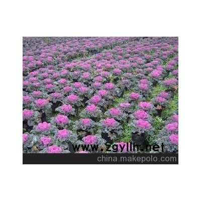 近期草花供应 羽衣甘蓝 成都羽衣甘蓝基地 草花羽衣甘蓝