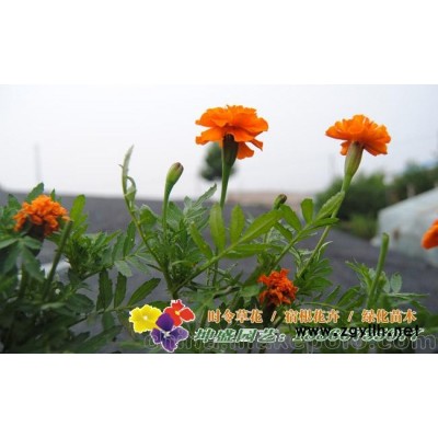山东草花批发,青州草花基地种植孔雀草等时令花卉