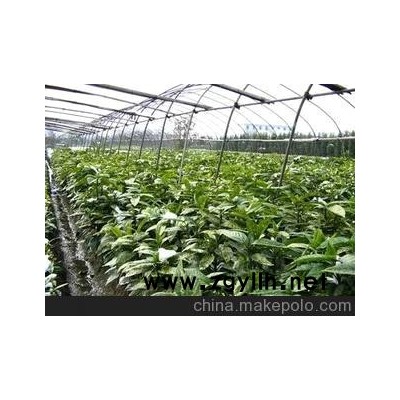 优质洒金桃叶珊瑚，美人蕉，满天星，紫罗兰等草花