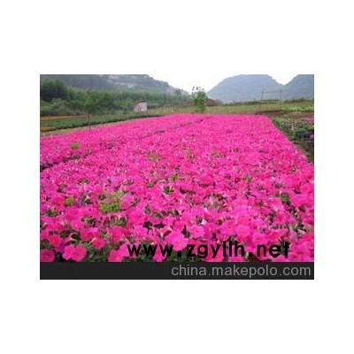 广西柳州草花花卉大量供应 一二年生矮牵牛花