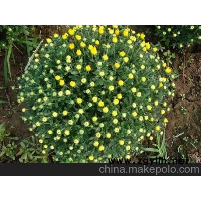 焦作草花基地 邓州草花供应（咨询）