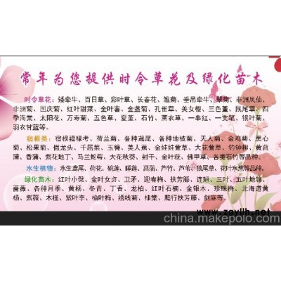 山东青州绿化草花三色堇