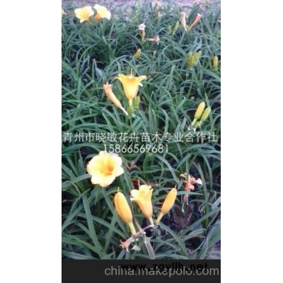 供应宿根草花金娃娃萱草批发价格