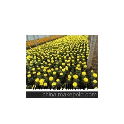 山东草花万寿菊 青州草花万寿菊