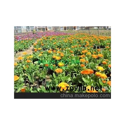 批发万寿菊 矮牵牛花木 一串红 千头菊等草花