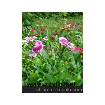 低价现货供应一二年生草花 草花种子 美人蕉种子