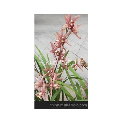 基地花农直销批发大花蕙兰