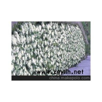 优价大量供应*草花*羽衣甘蓝*株型好*现货*甘蓝