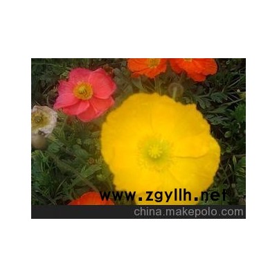 成都虞美人供应 成都虞美人草花 盆花 地被草花 成都草花苗木