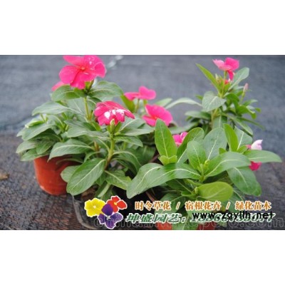 山东草花基地批发矮牵牛,长春花,孔雀草等各种时令草花