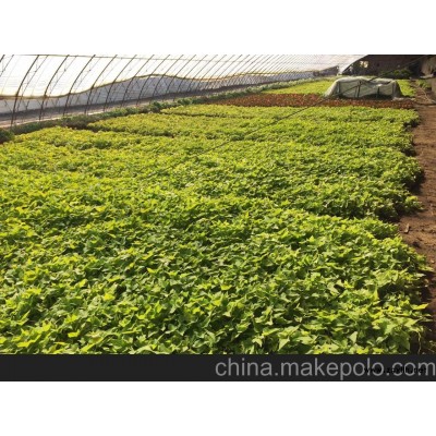 沈阳索尔 草花 花卉基地 绿化工程 立体绿化