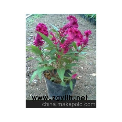 桂林草花花卉生产基地 第二届园博园花坛用花大量低价供应