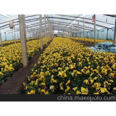 井冈山小叶黄杨 井冈山四季草花（查询）