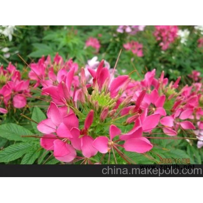 常规草花北京夏季草花