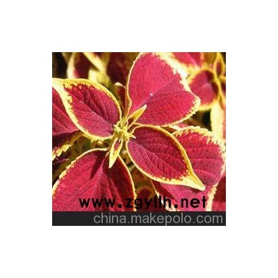 儋州青州草花批发、儋州草花供应（点击）
