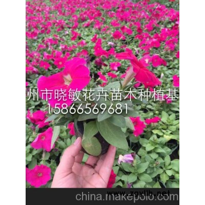 供应山东草花批发价格