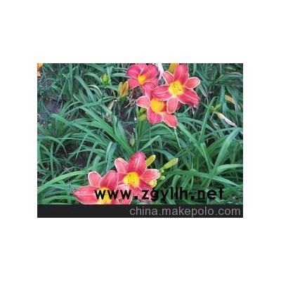 昆山花卉昆山草花及草坪出售