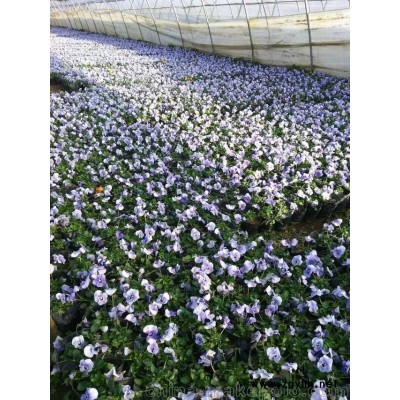 西安北郊草花基地，当季草花角堇热销中