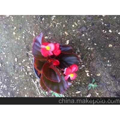 供应四季海棠价格 山东草花价格 青州草花