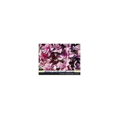 彩叶草、羽衣甘蓝、三色堇等草花