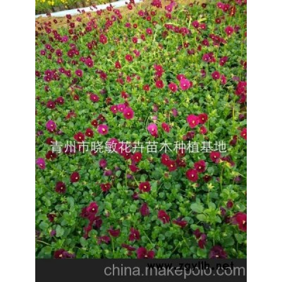 角瑾价格 春季草花角瑾批发