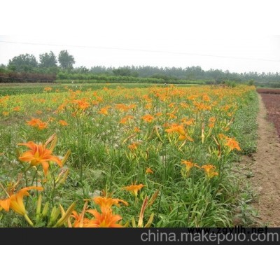 供应宿根草花批发价格 宿根草花报价