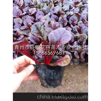 供应冬季耐寒的绿化草花