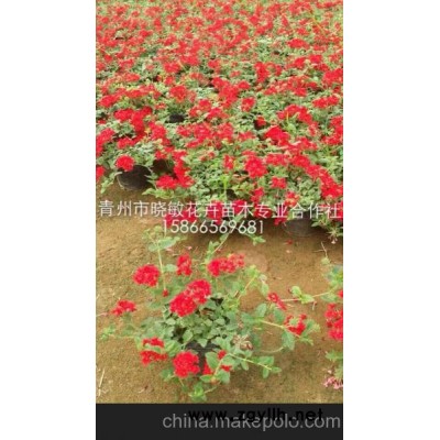 美女樱价格 青州美女樱价格 供应草花 供应美女樱 四季草花基地