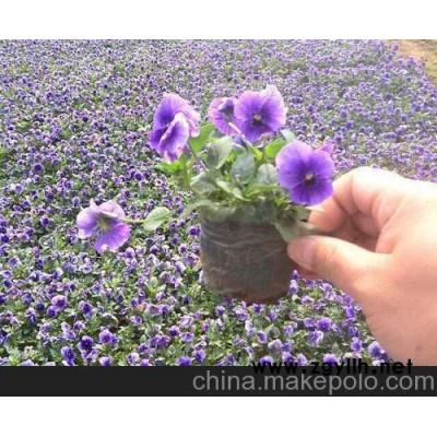 重庆三色堇新报价山东青州《向阳草花苗木基地》