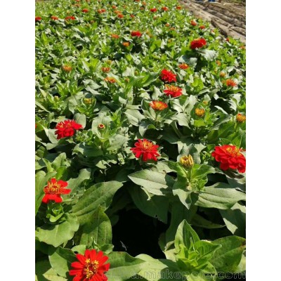 西安草花基地，价格实惠量大可从优，欢迎咨询订购