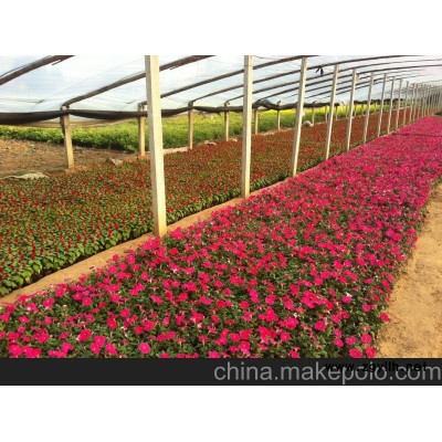 供应草花价格 青州草花价格 山东草花价格